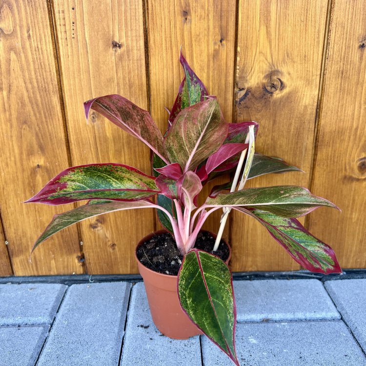 Aglaonema (Chinese Evergreen) ´CRETE FLAME´ - výška 15-20 cm, kont. C1L
